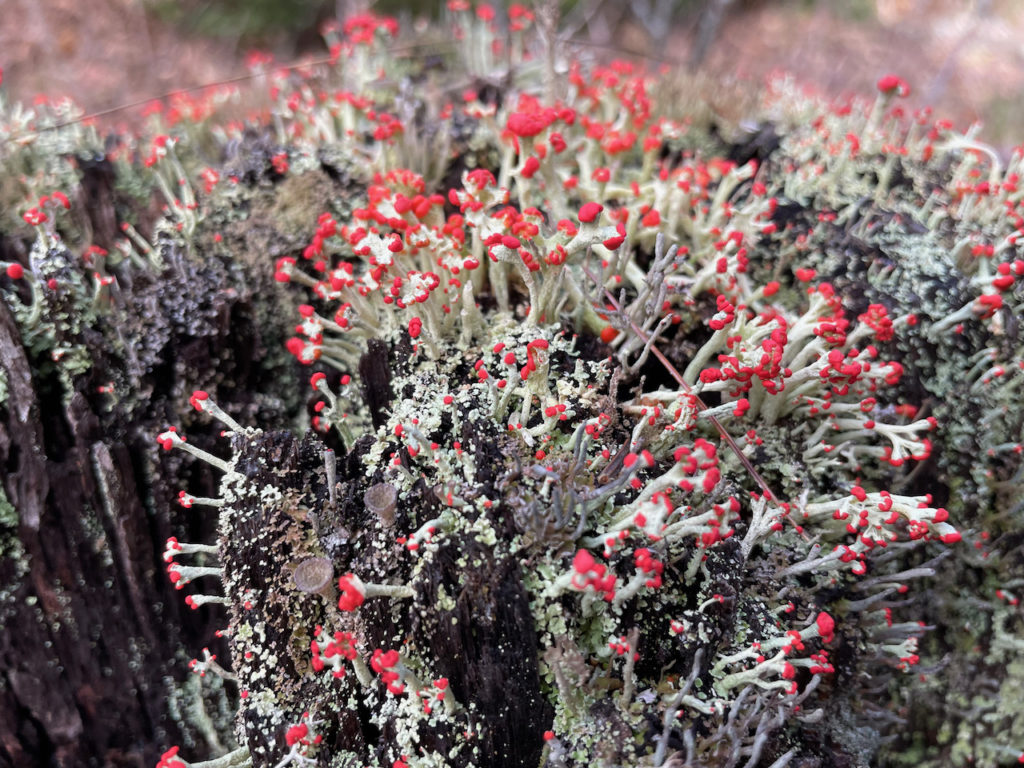 red soldier lichen on wood in maine moss, lichen and liverwort 