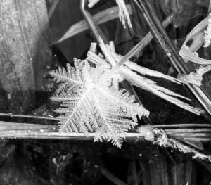 ice crystal formed on tip of grass from a freezing fog