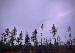 a line of spruce on a bog in northern maine at sunset