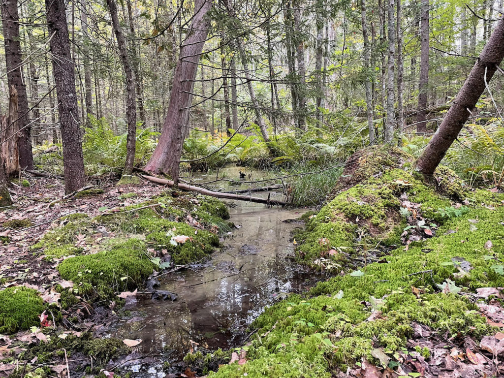 A dark forest stream in the forest of Maine with lush mossy banks and sleepy trees standing in the morning fog.