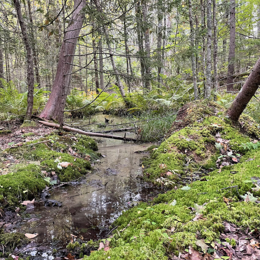 A dark forest stream in the forest of Maine with lush mossy banks and sleepy trees standing in the morning fog.