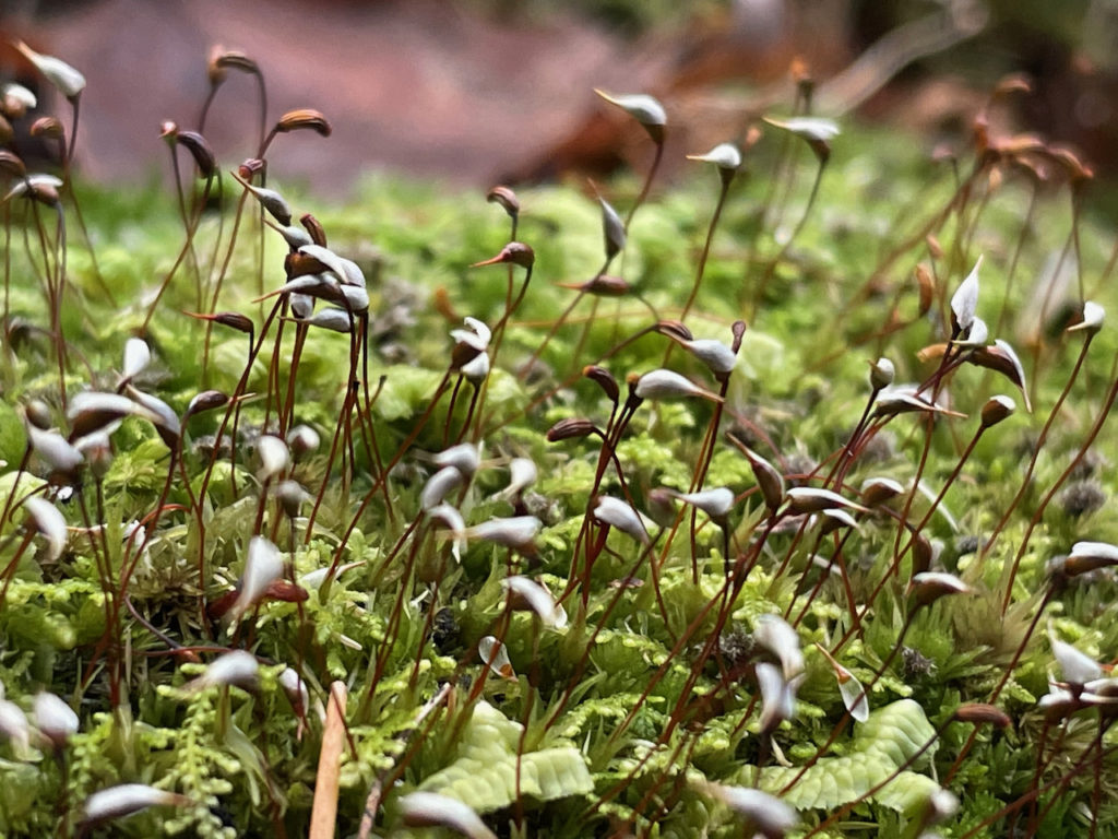 moss with standing spore stalks moss, lichen and liverwort 