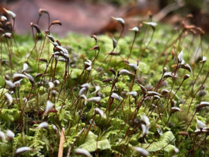 moss with standing spore stalks