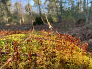 red moss spore heads