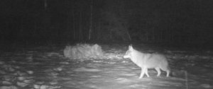 mINE WILDLIFE A YOUNG COYOTE IN WINTER