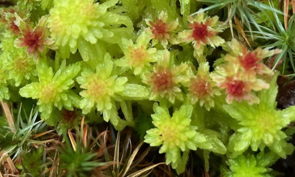 peat moss with pink centers moss, lichen and liverwort 