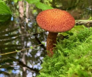 painted sulias mushroom in moss over a brook