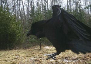 a raven hopping of my game cam stump