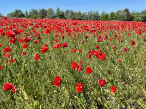 Poppy field in Georgia