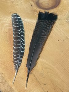 wild eastern turkey feathers