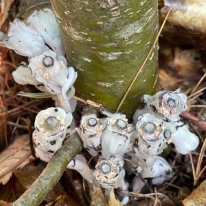 ghost pipe flowers in maine