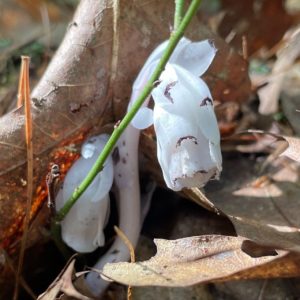 ghost pipe in the maine woods