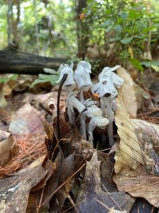 ghost pipe flowers in bucksport maine