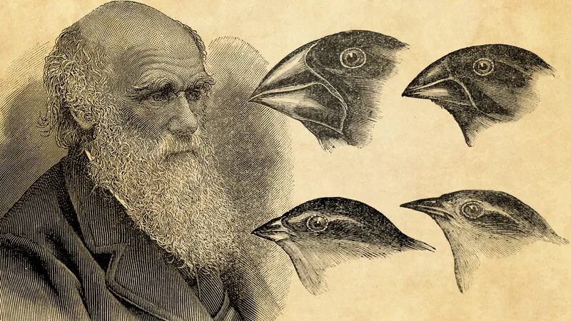 Charles Darwin, born in 1809, was a British naturalist and biologist whose groundbreaking work laid the foundation for the theory of evolution through natural selection. Darwin's voyages aboard HMS Beagle, particularly his visit to the Galápagos Islands, provided him with valuable insights into the diversity of life forms and the mechanisms driving species evolution. His observations and studies led to the publication of his seminal work, "On the Origin of Species," in 1859, in which he proposed the theory of evolution by natural selection.