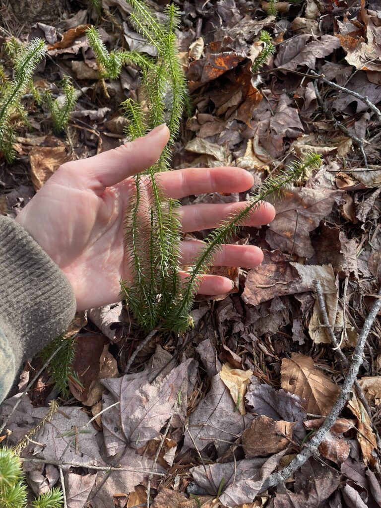 club moss in maine moss, lichen and liverwort 