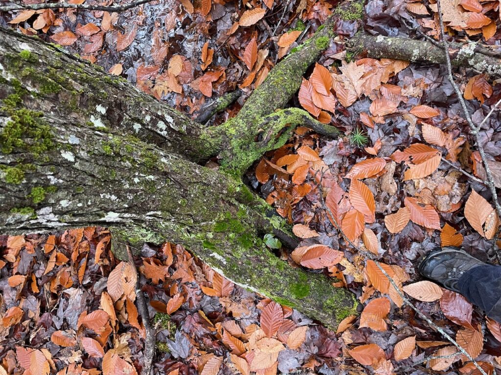 moss, lichen and liverwort in maine