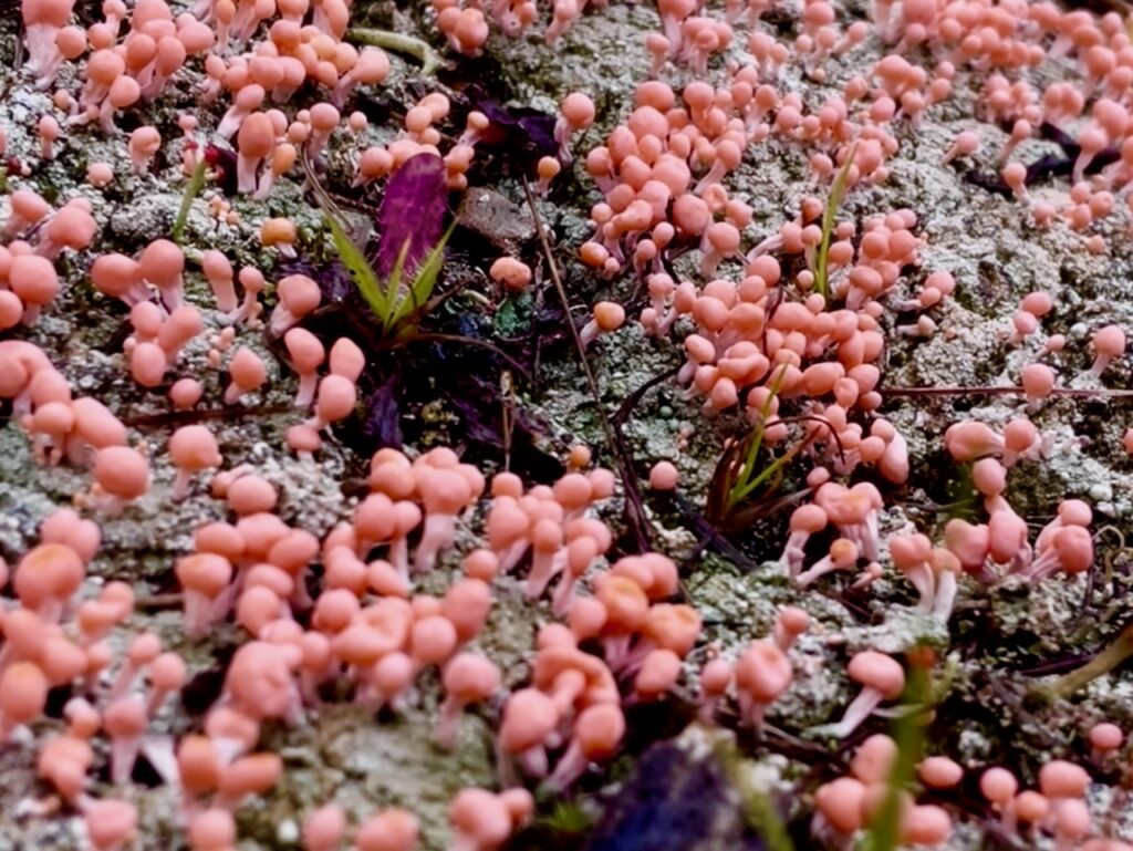 pink earth lichen moss, lichen and liverwort 